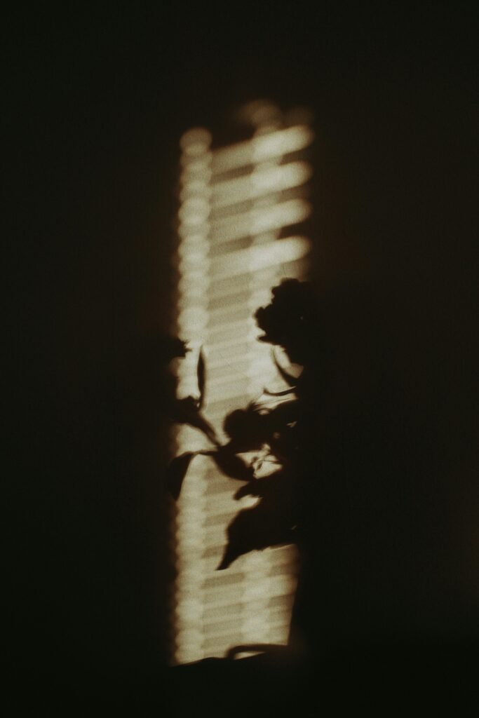 Shadow of a plant creates a dramatic silhouette against softly lit window blinds.